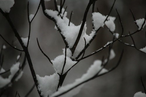 枝に乗る雪