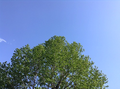 青空と樹