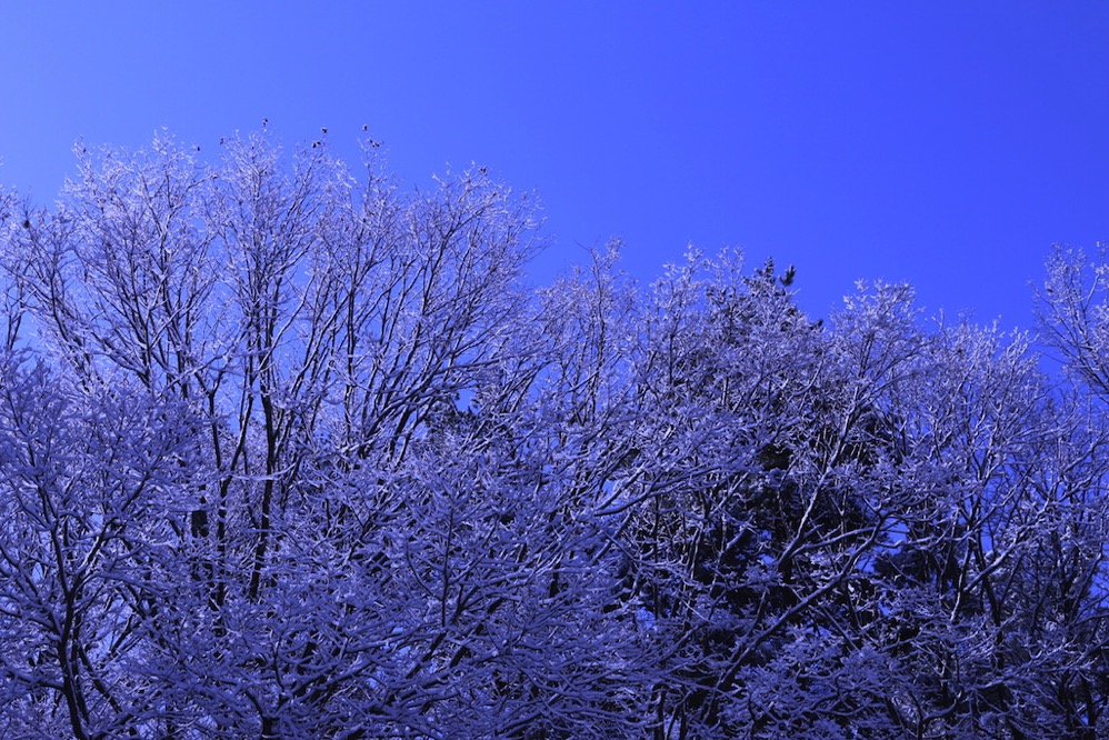 空に向かう枝とそれに乗る雪