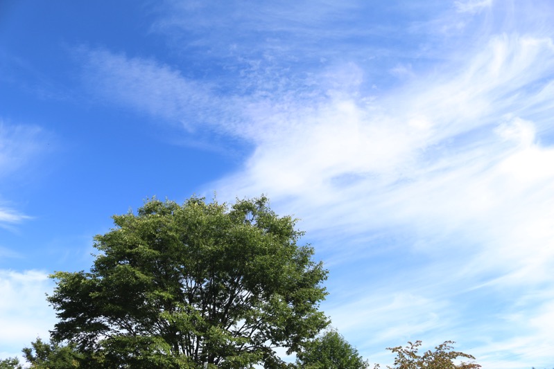 元気が出る公園から見た青空と雲と木