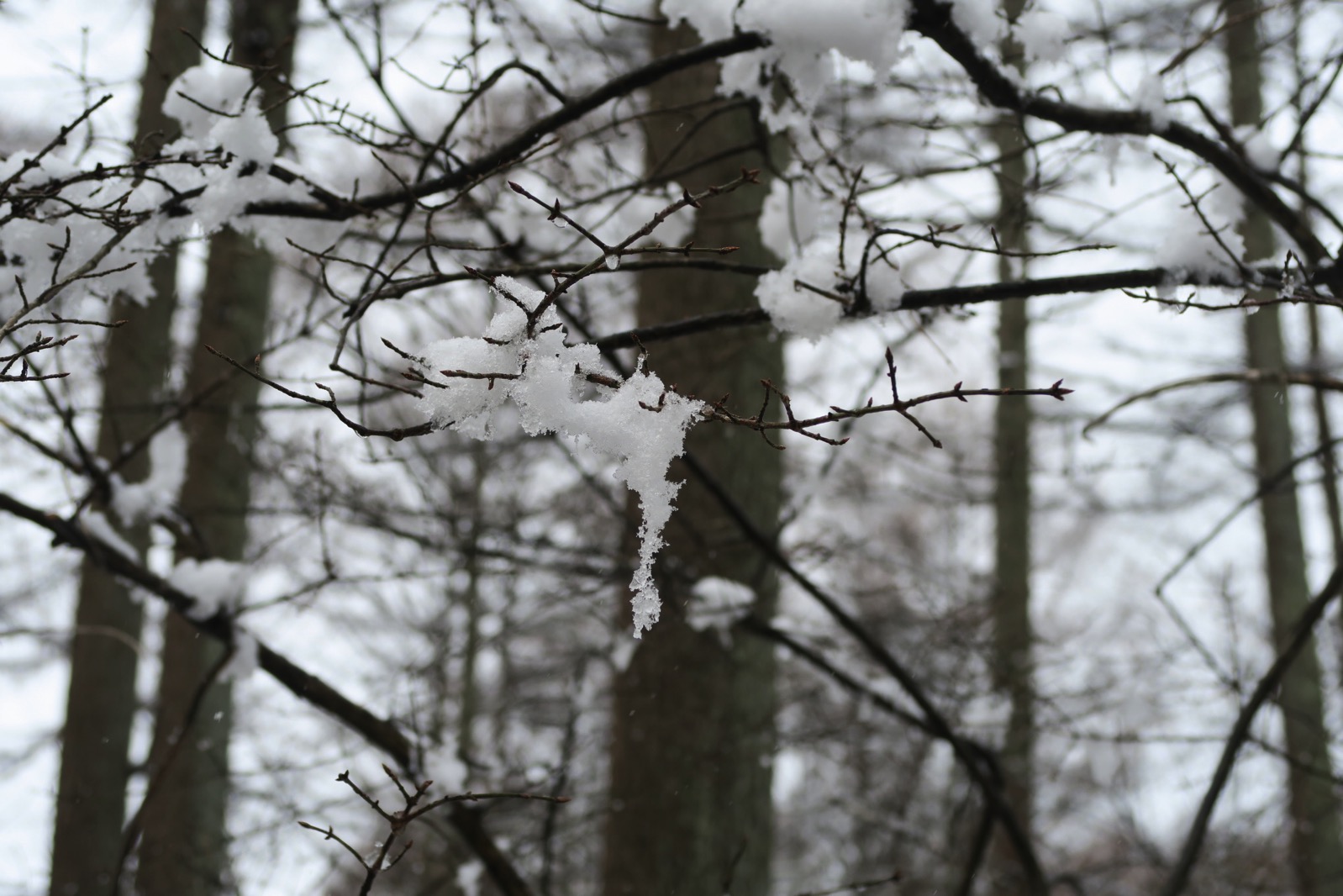 木から垂れ落ちる雪