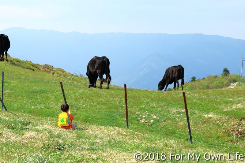 牛の写真を撮る息子