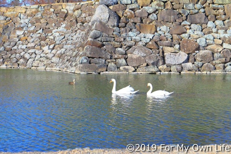 松本城のお堀に白鳥が！