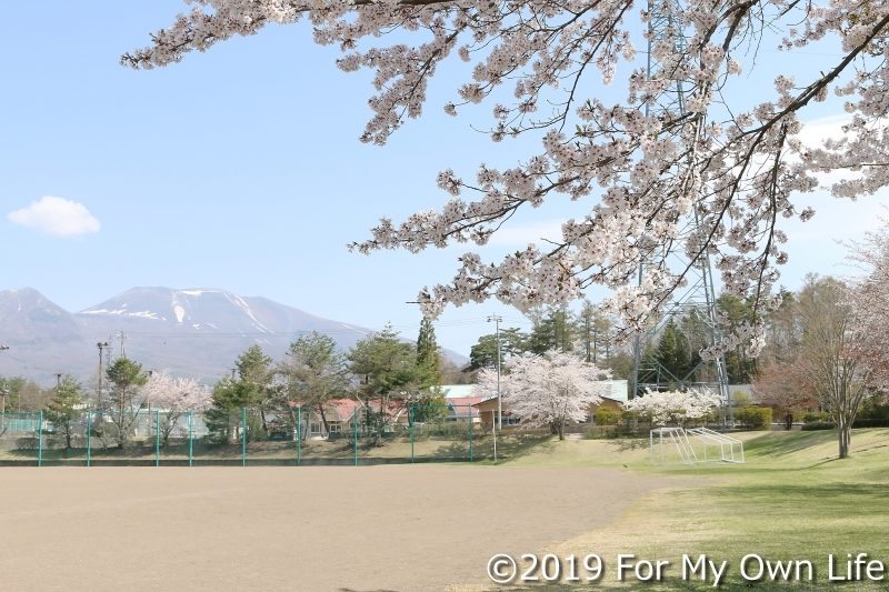 桜の咲く季節、浅間山を望む雪窓公園